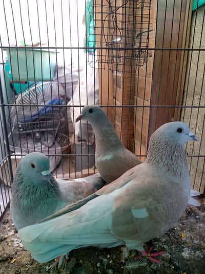 Breeding pair of gulabi.
