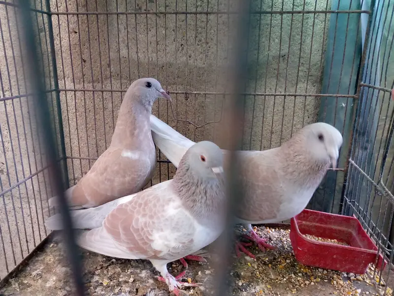Breeding pair of gulabi. — photo 2