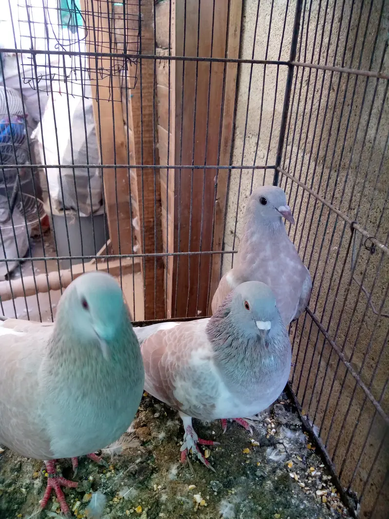 Breeding pair of gulabi. — photo 3
