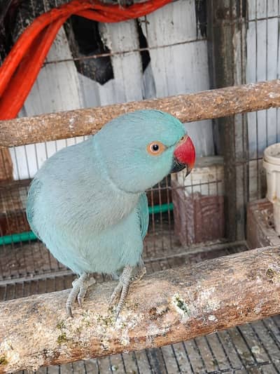 Blue Rngnk Male For Sale