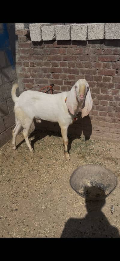 Rajanpuri cross bakra for sell achi height donda hy