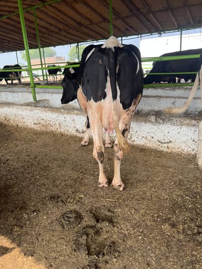 Cow 2nd timer ready to calving