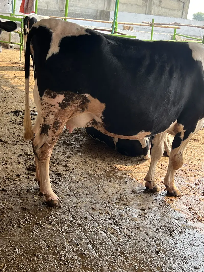 Cow 2nd timer ready to calving — photo 2