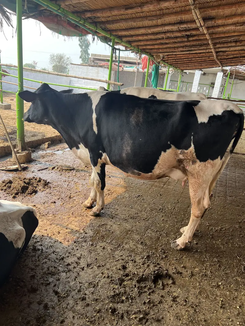 Cow 2nd timer ready to calving — photo 3