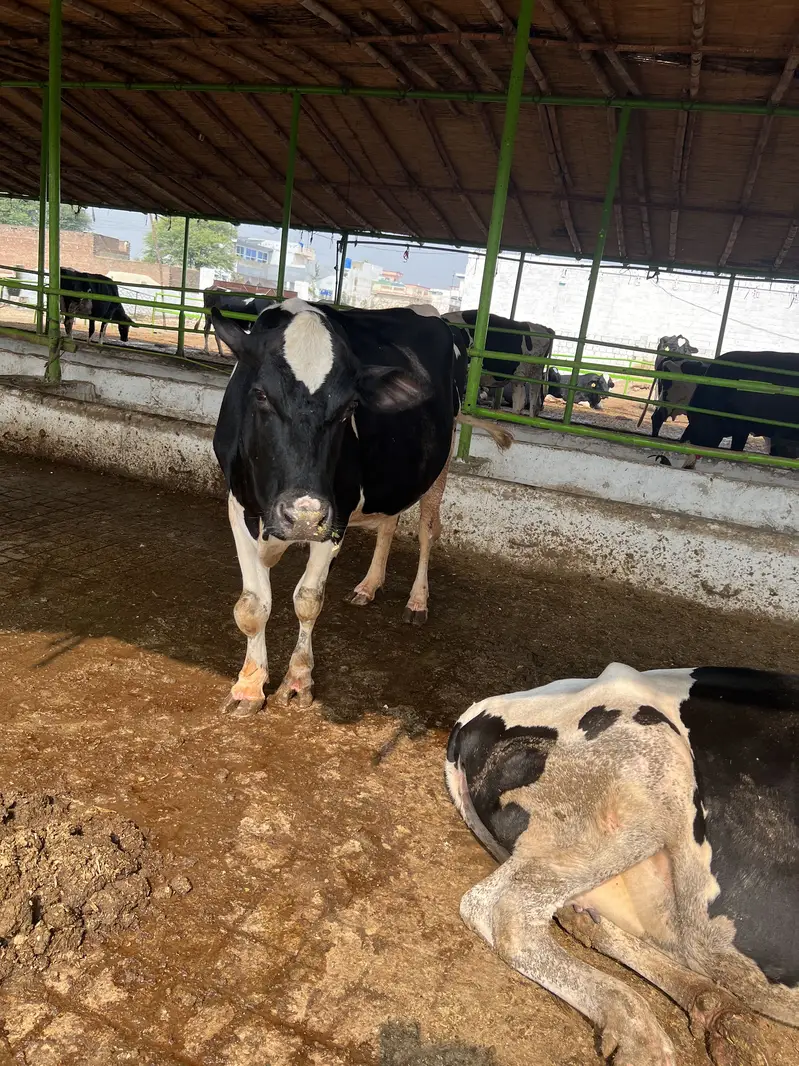 Cow 2nd timer ready to calving — photo 4