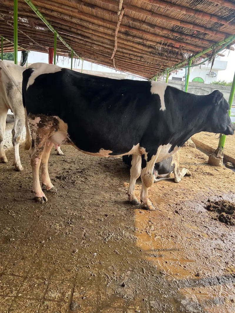 Cow 2nd timer ready to calving — photo 5