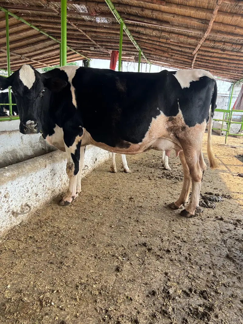 Cow 2nd timer ready to calving — photo 6