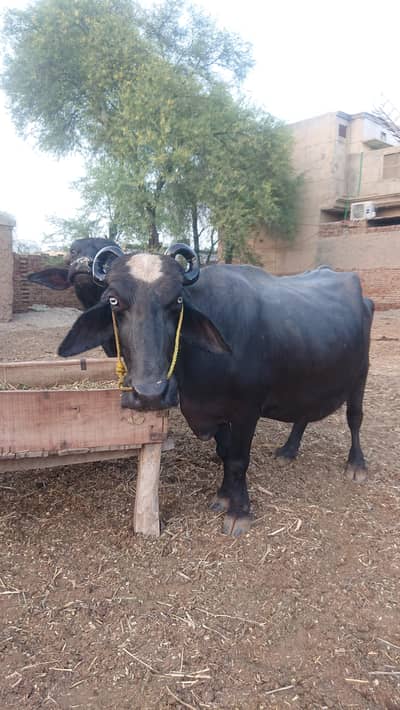 pure desi buffalo