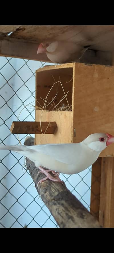Top quality Opal- Isabel male & Fawn female pair