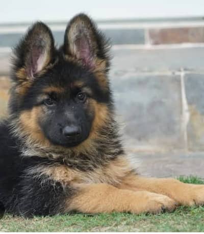 German Shepherd female puppy available