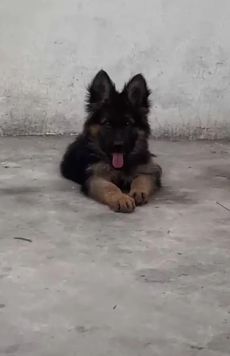 German Shepherd female puppy available — photo 2