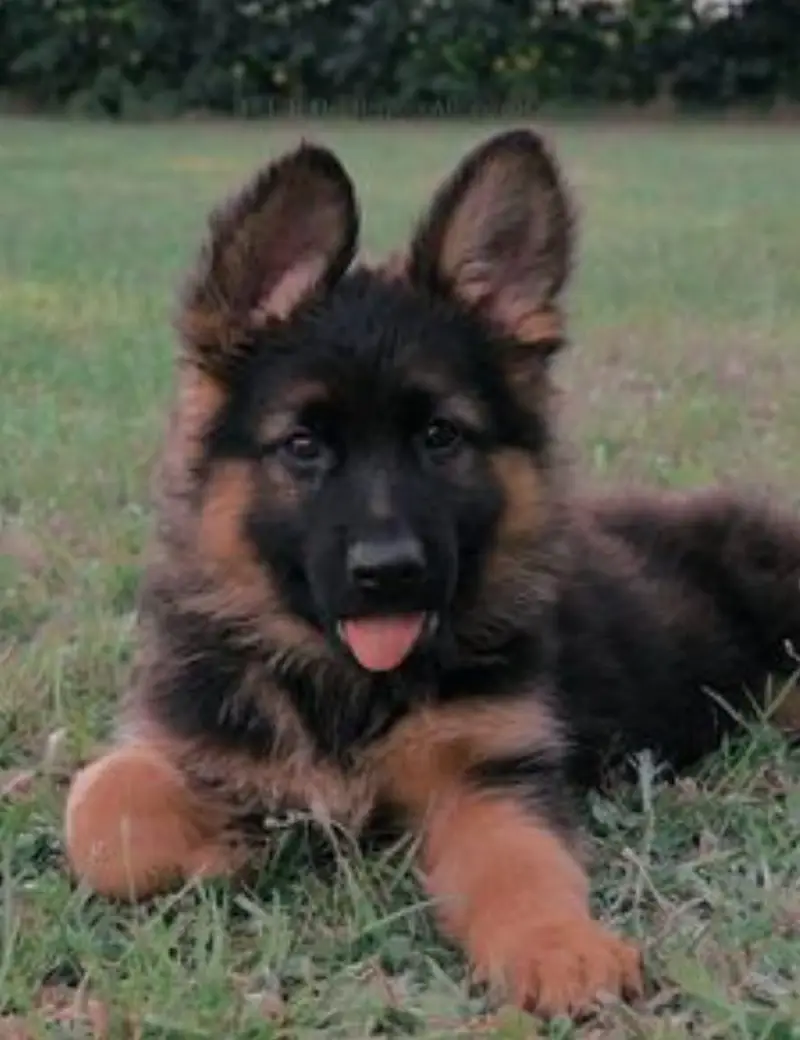 German Shepherd female puppy available — photo 3