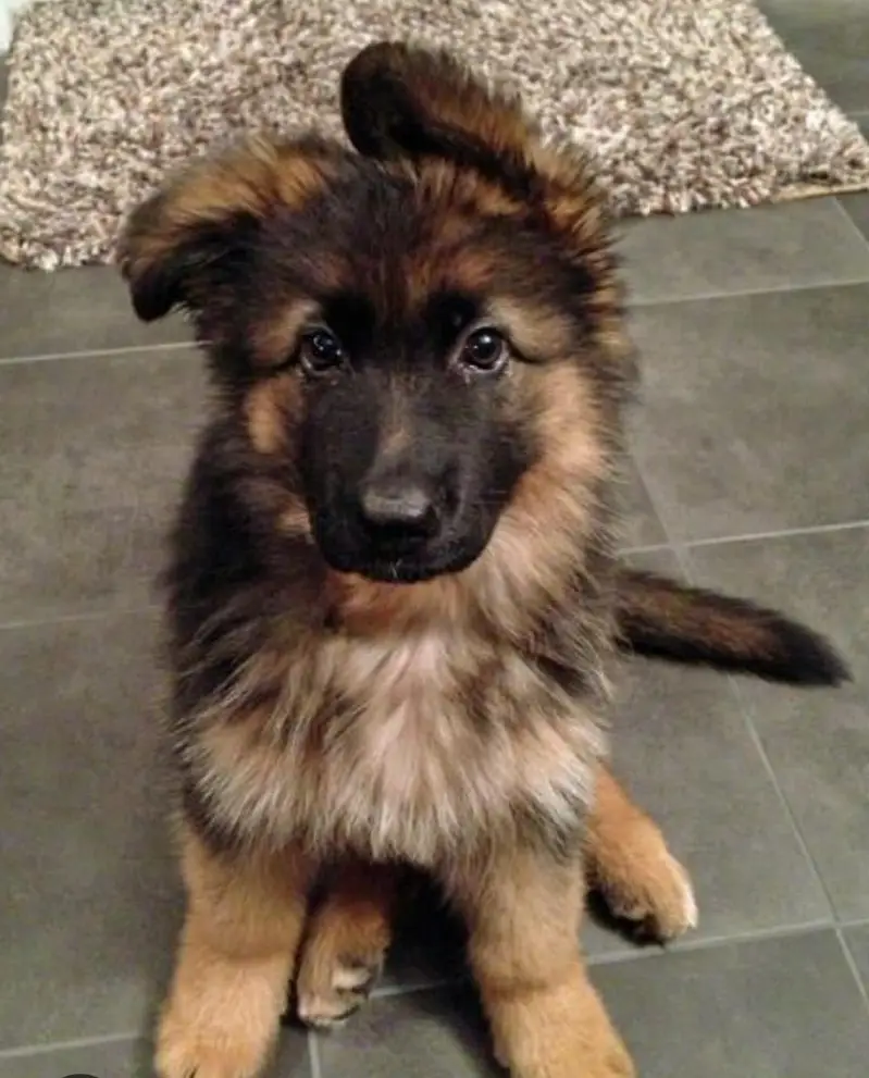 German Shepherd female puppy available — photo 4