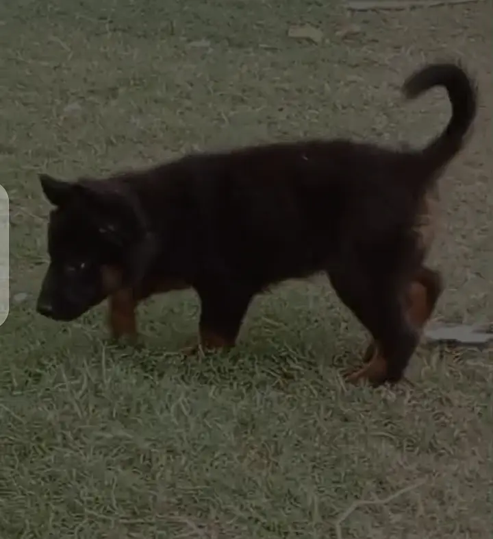 German Shepherd female puppy available — photo 5