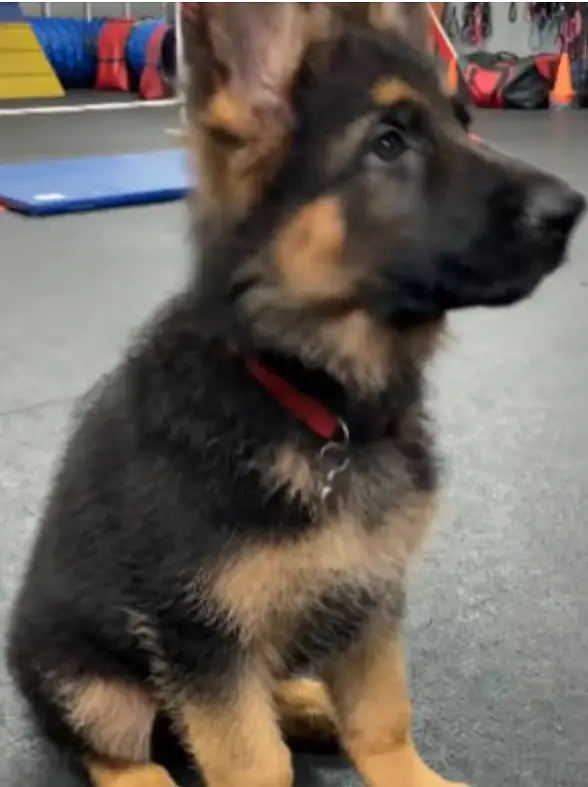 German Shepherd female puppy available — photo 6