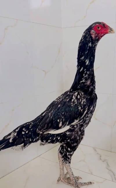 Shamo cross female urgent sale, in cheap price