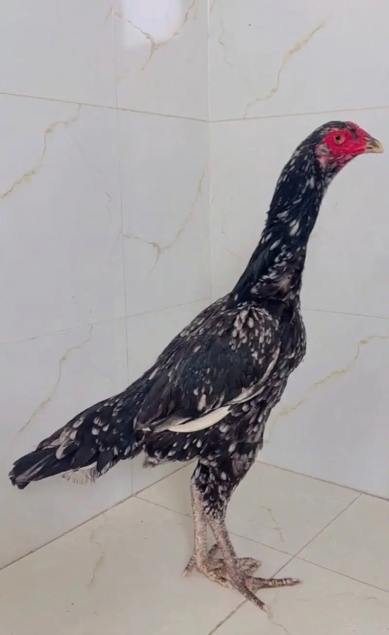 Shamo cross female urgent sale, in cheap price — photo 2