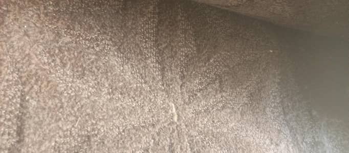 Dark Brown Textured Carpet