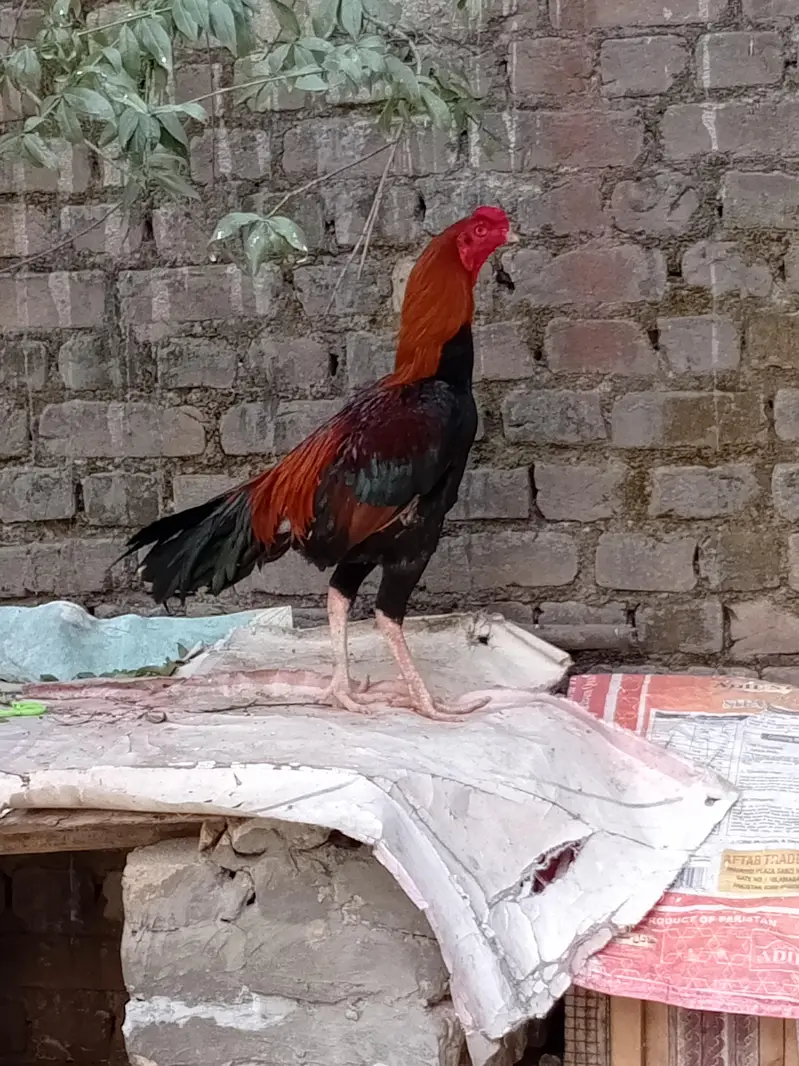 Aseel pure Lakha nasal — photo 2