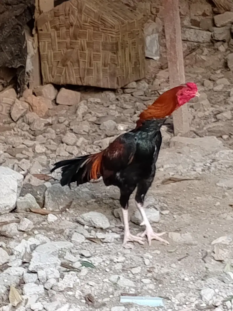 Aseel pure Lakha nasal — photo 3