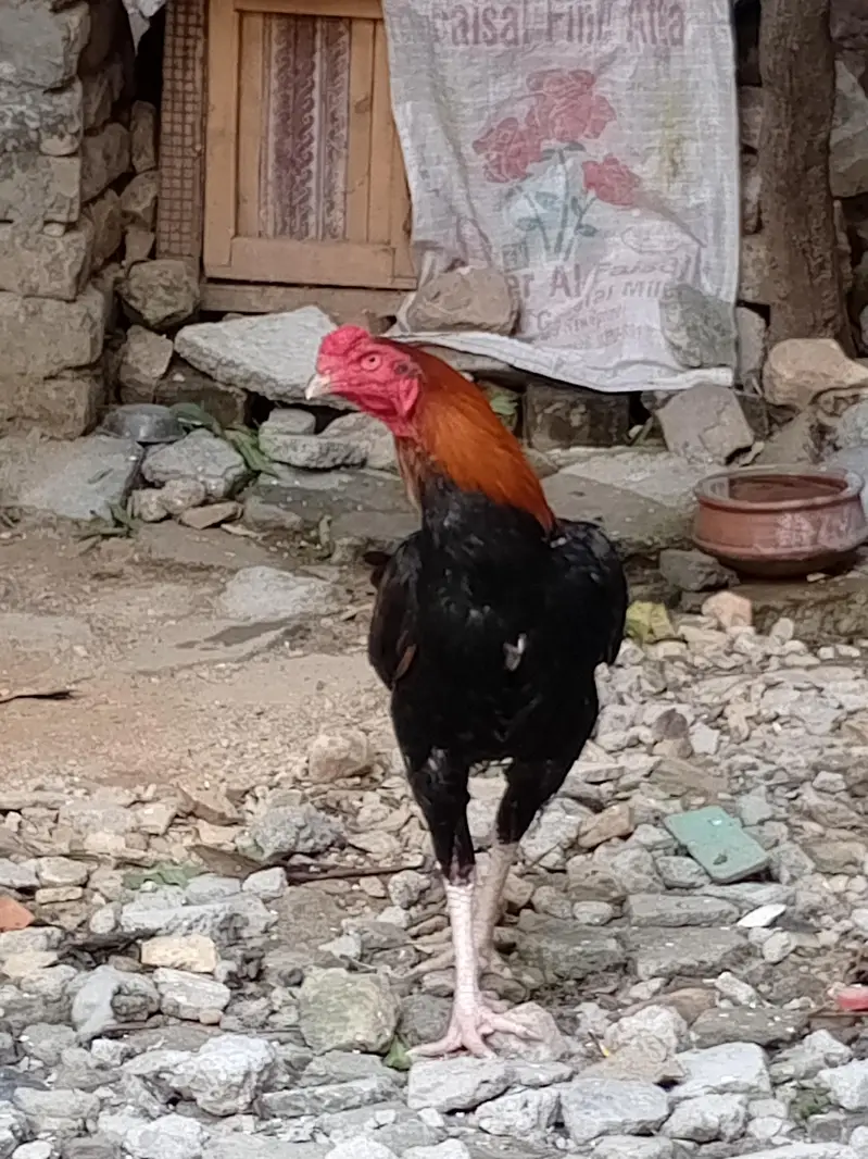 Aseel pure Lakha nasal — photo 4