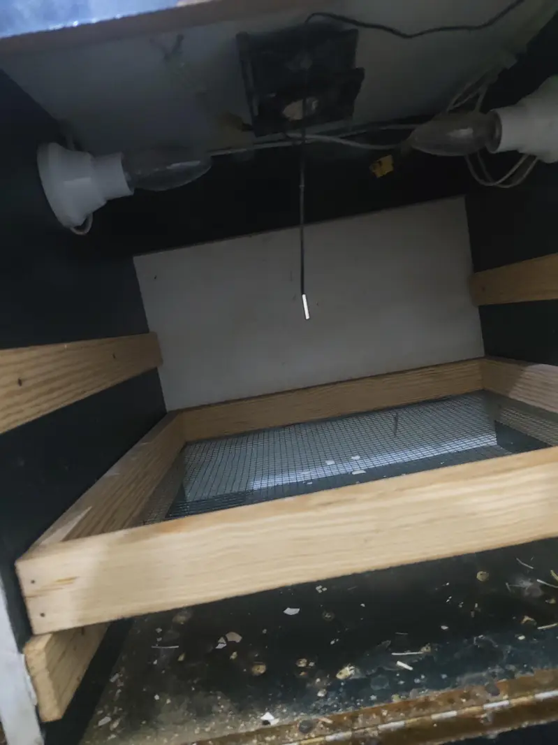 incubator For sale — photo 2