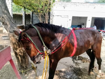 Horse