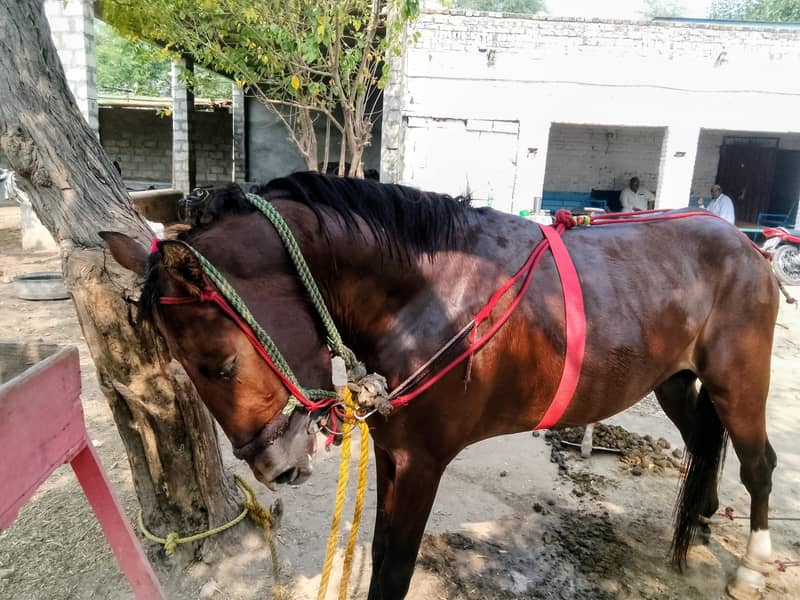 Horse 0