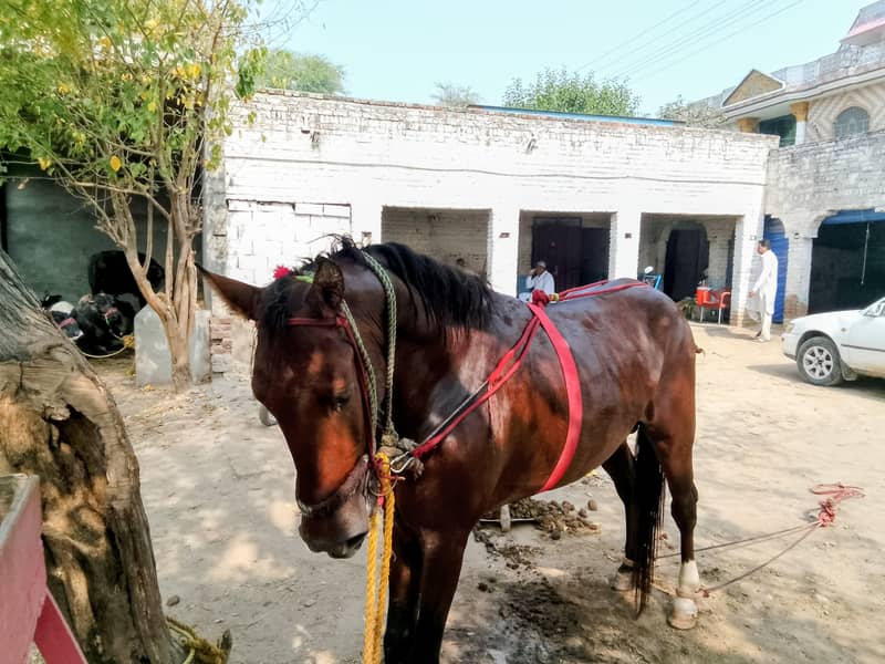 Horse 1
