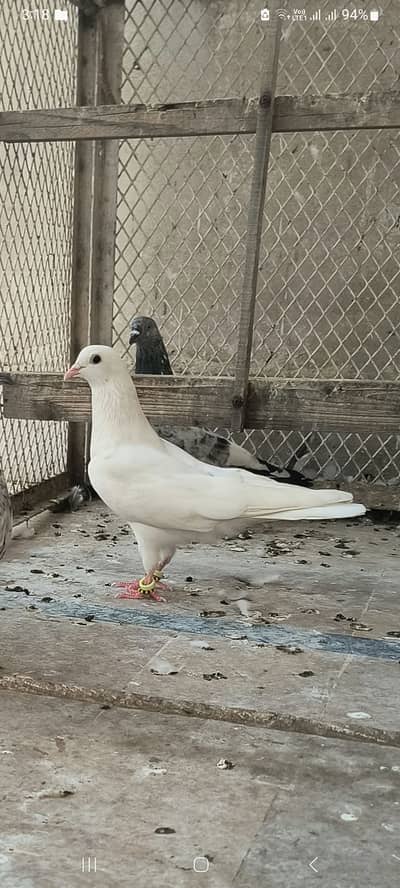 Pigeon for sale