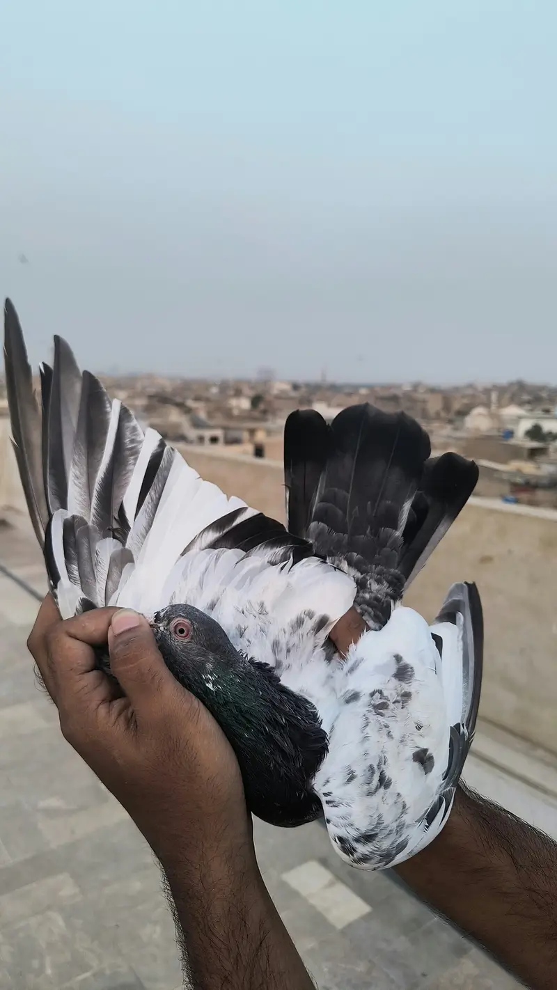 Pigeon for sale — photo 2