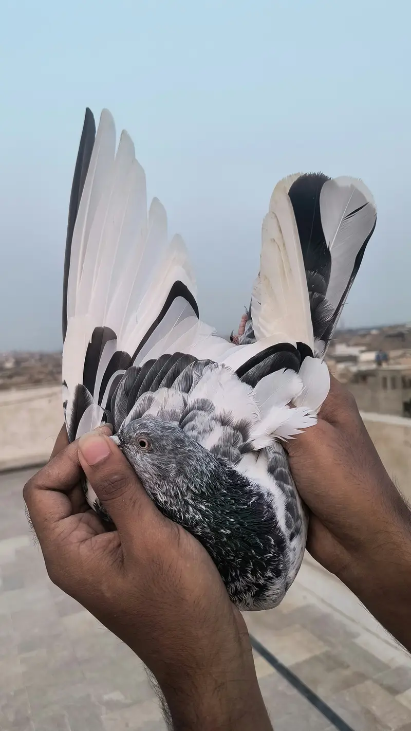 Pigeon for sale — photo 3