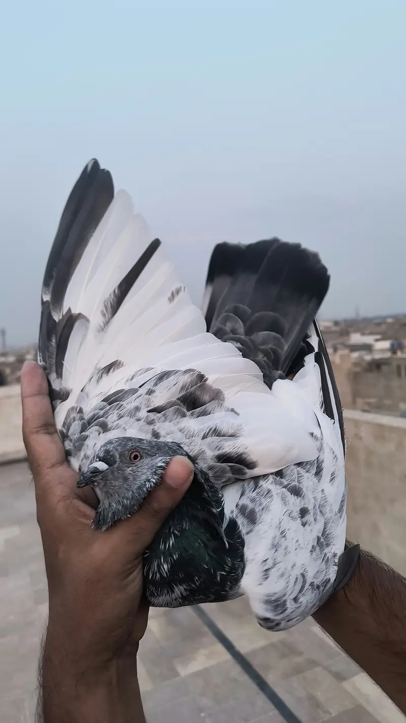 Pigeon for sale — photo 4
