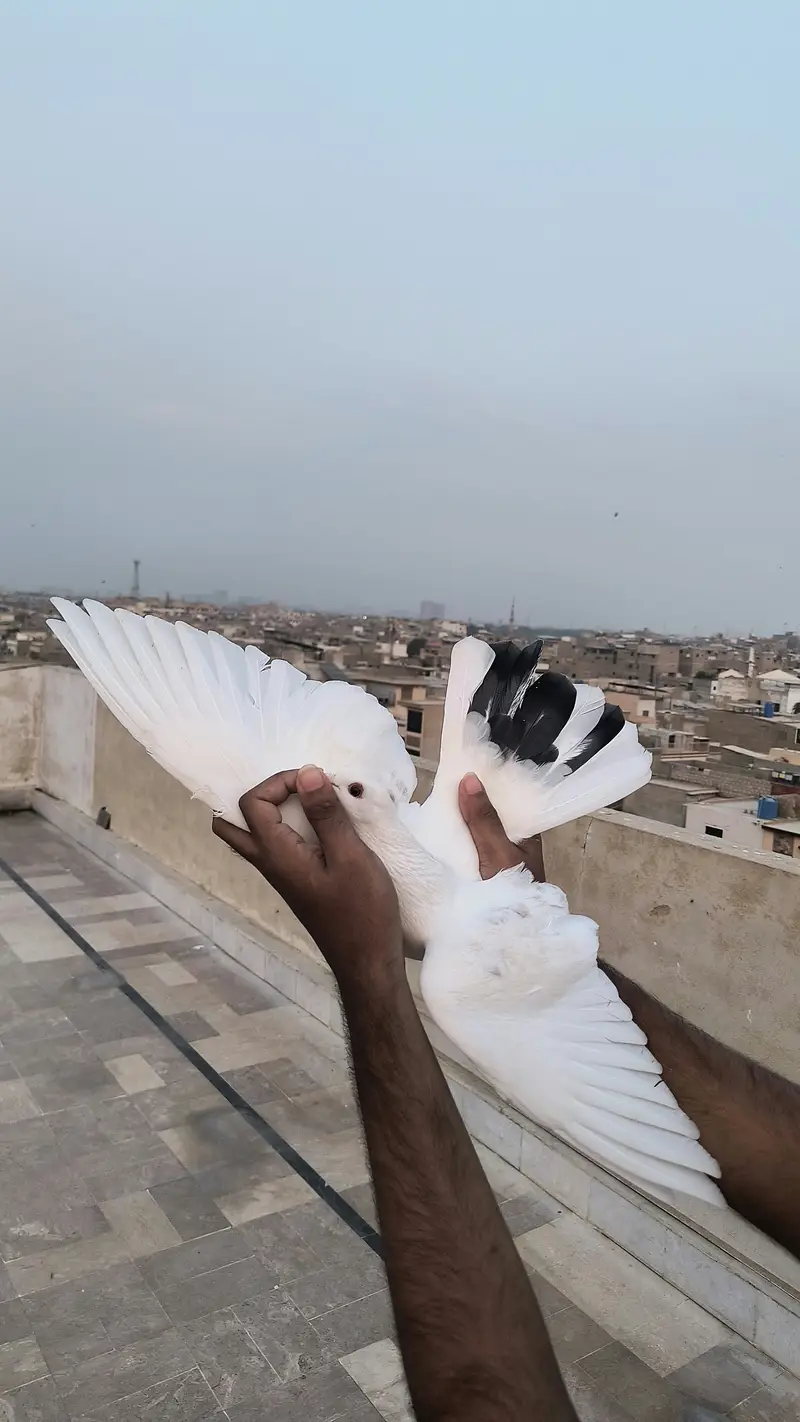Pigeon for sale — photo 5