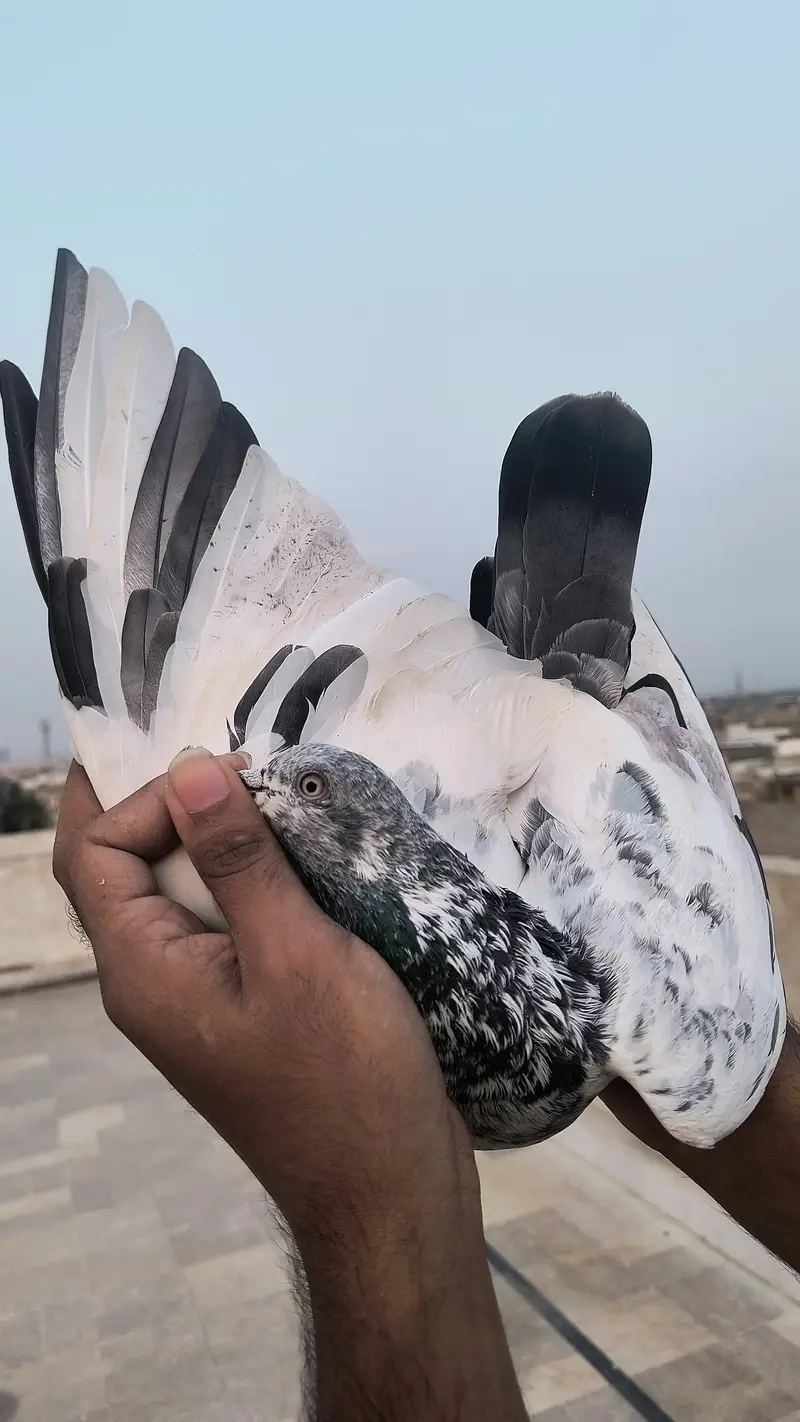 Pigeon for sale — photo 6