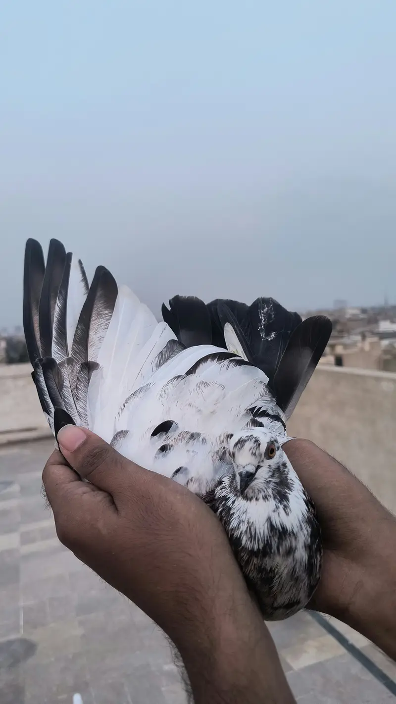 Pigeon for sale — photo 7