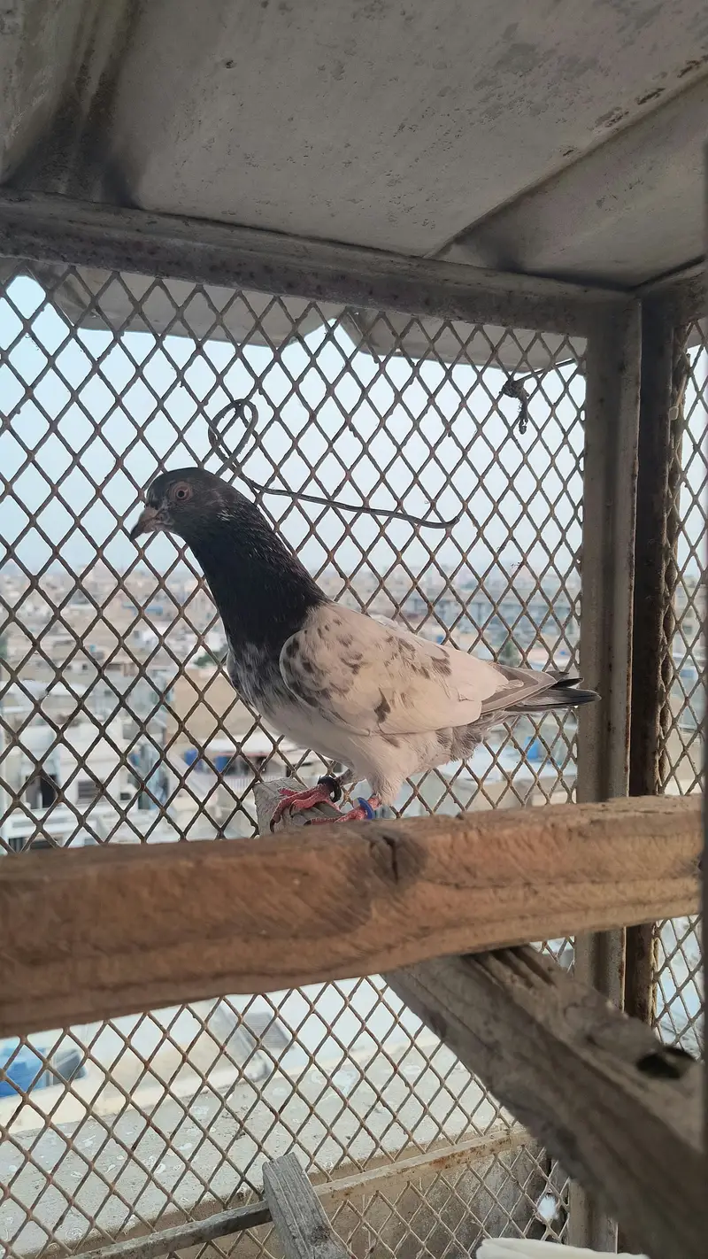 Pigeon for sale — photo 8