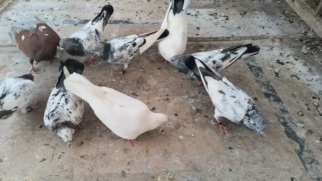 Pigeon for sale — photo 9
