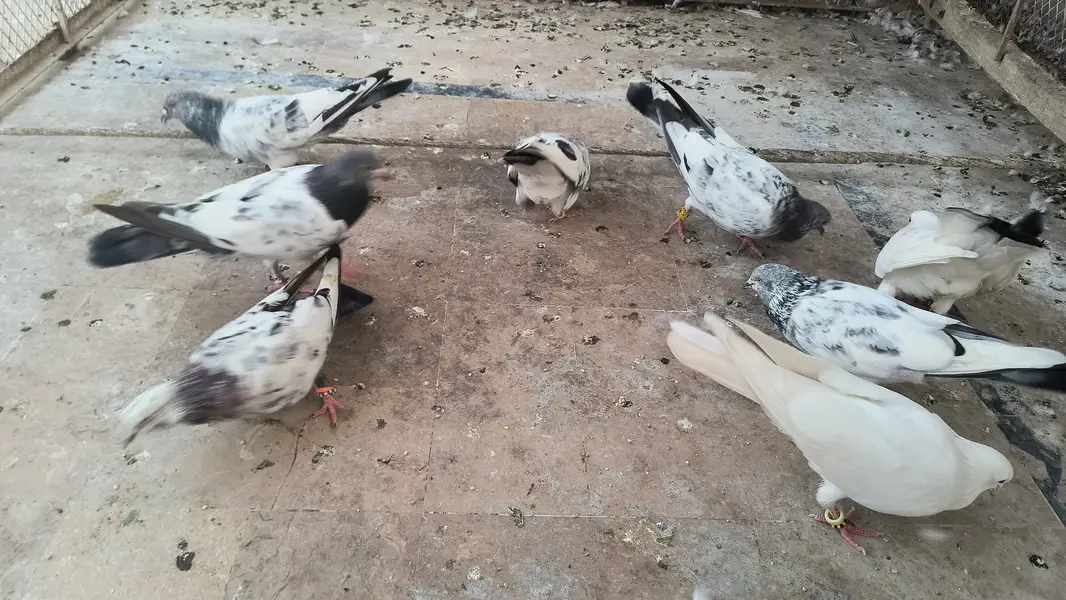 Pigeon for sale — photo 10