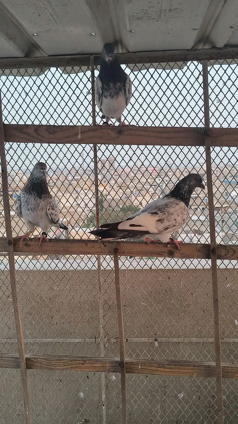 Pigeon for sale — photo 11