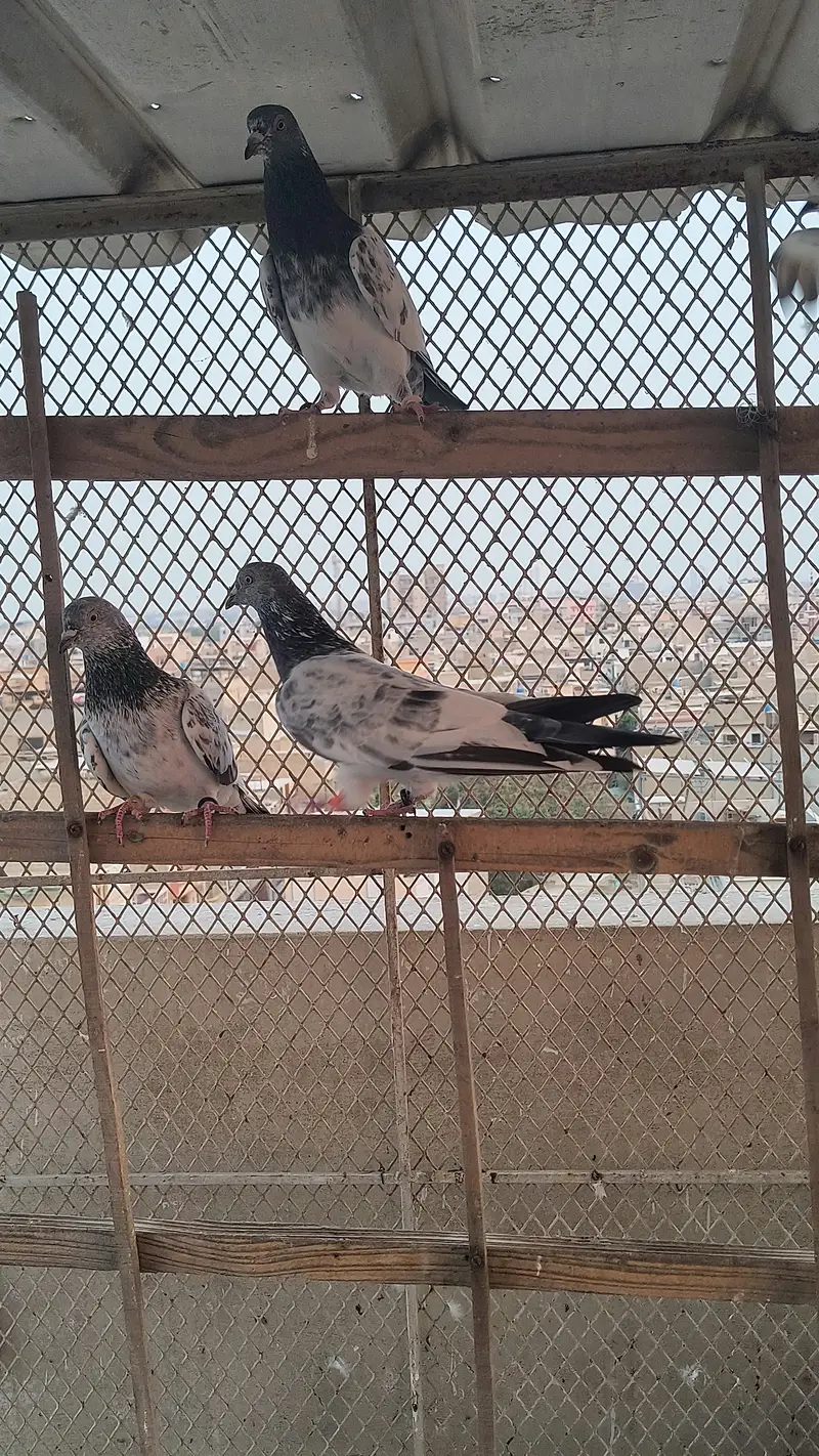 Pigeon for sale — photo 12