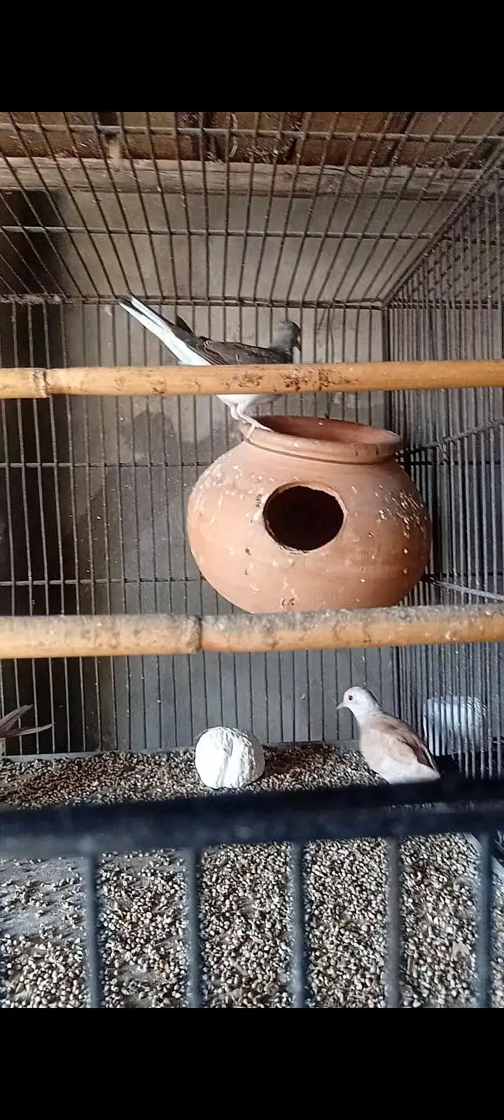 3 doves pathay