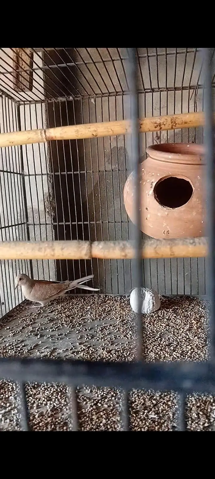 3 doves pathay — photo 2