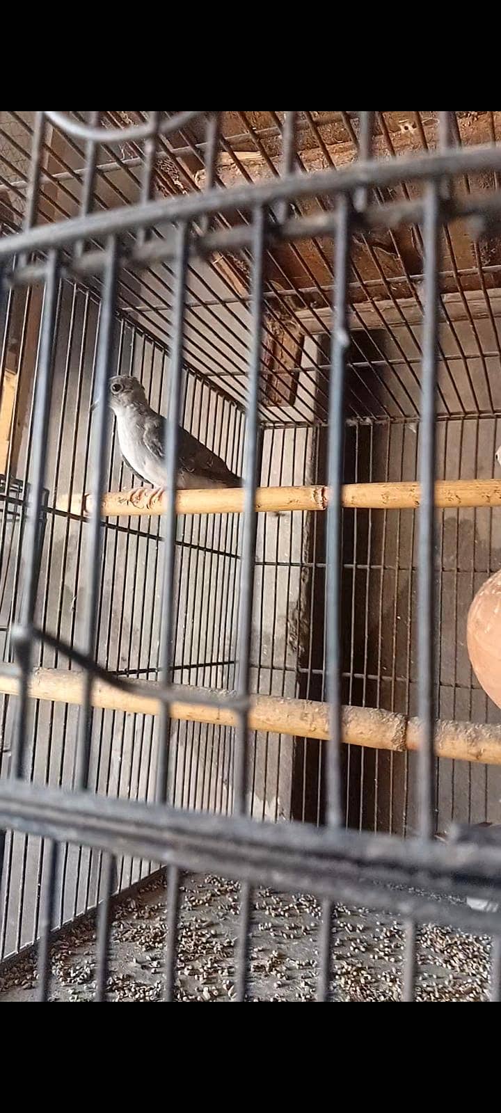 3 doves pathay 2