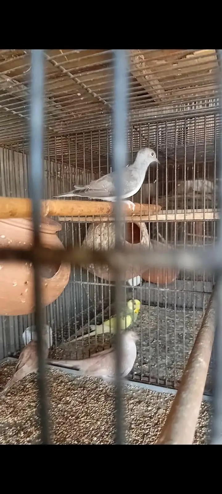 3 doves pathay — photo 4