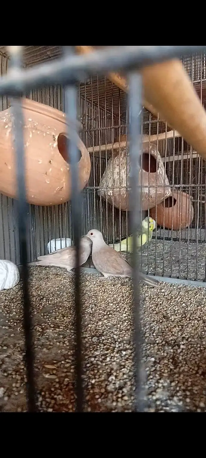 3 doves pathay — photo 5