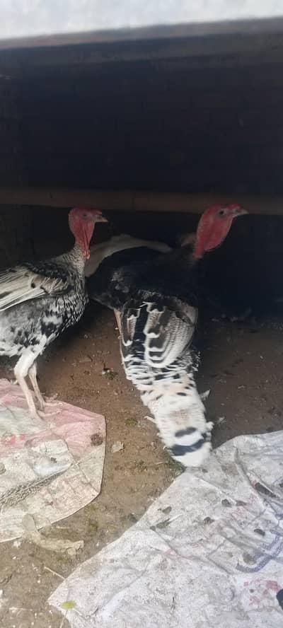 Turkey males for sale