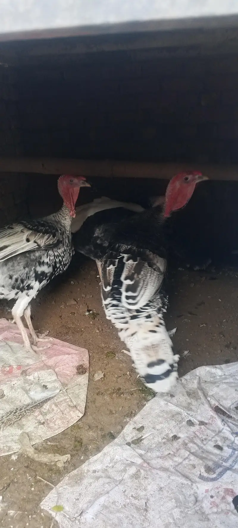 Turkey males for sale