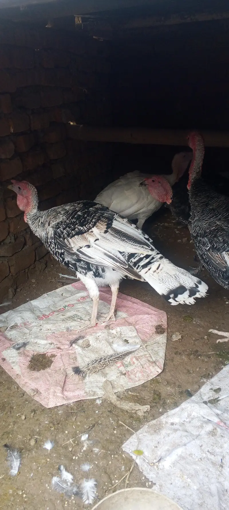Turkey males for sale — photo 2