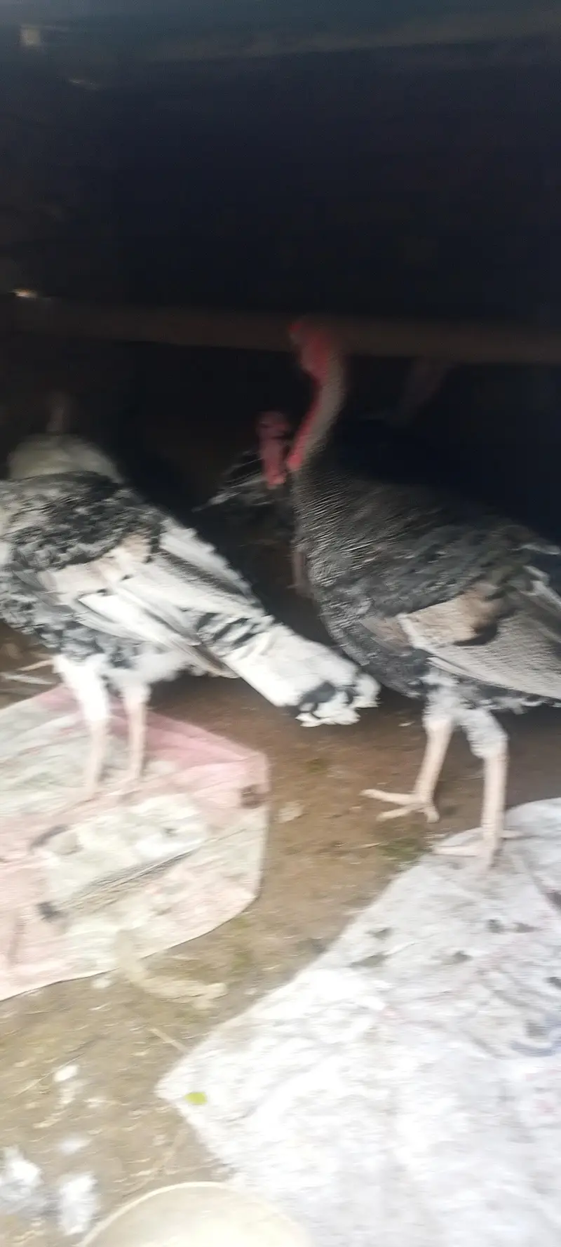 Turkey males for sale — photo 3